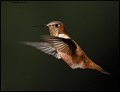 _9SB8752 rufous hummingbird